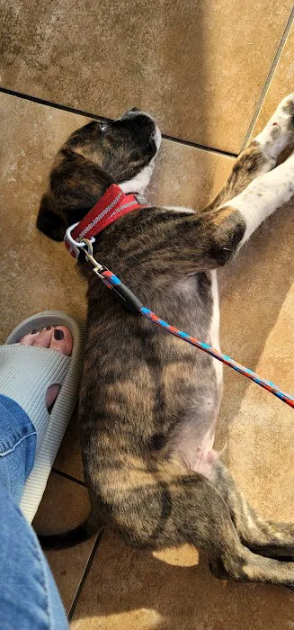 Central Hospital For Animals Picture 6