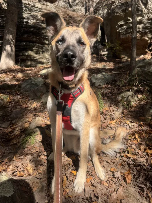 Central Hospital For Animals Picture 7