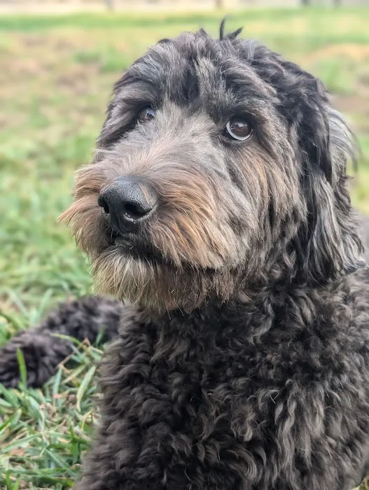 Central Hospital For Animals Picture 4