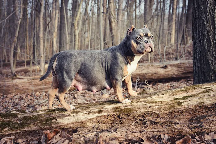 Central Hospital For Animals Picture 5