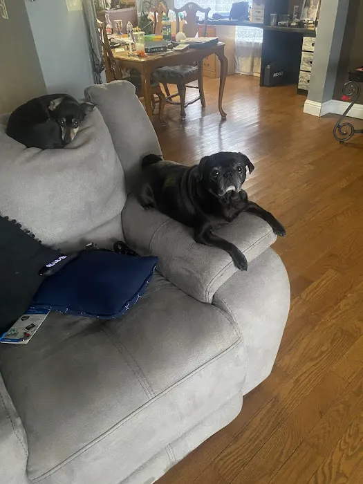 Central Hospital For Animals Picture 8