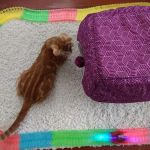 Animal Medical Center