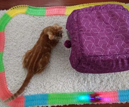 Animal Medical Center