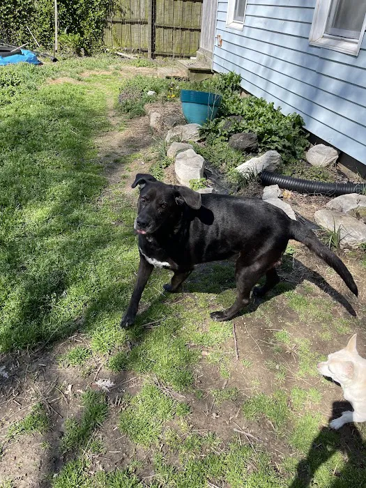 Pet Wellness Center PC Picture 3