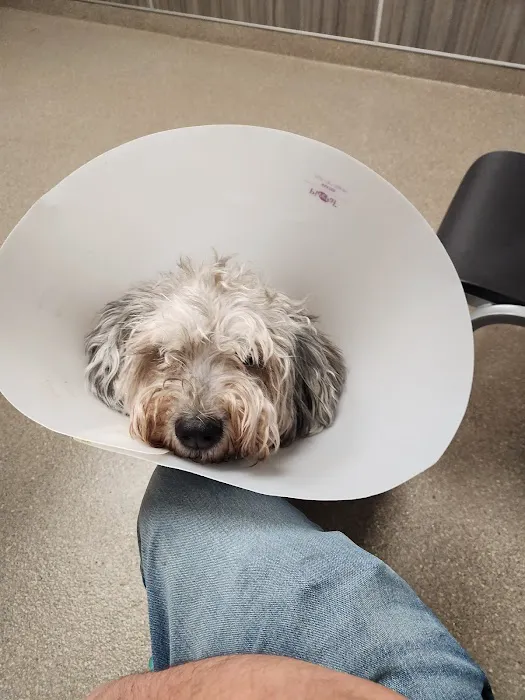 Pet Wellness Center PC Picture 4