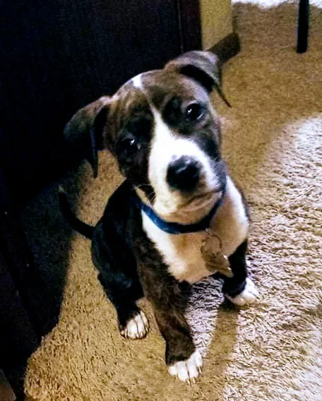 Quality Care Animal Hospital Picture 1