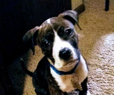 Quality Care Animal Hospital