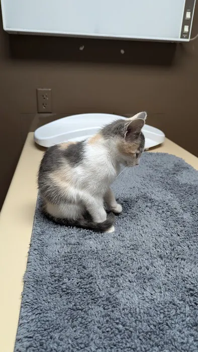 Central Hospital For Animals - Herrin Picture 2