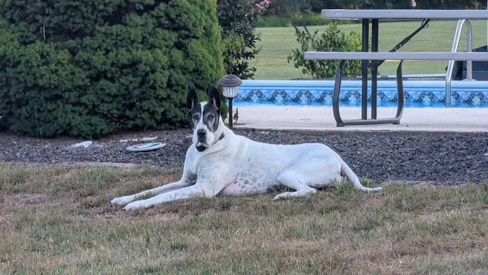 Central Hospital For Animals - Herrin Picture 1