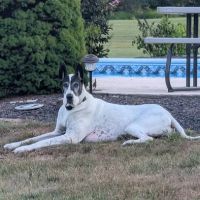 Central Hospital For Animals - Herrin ico