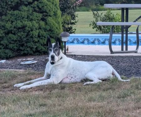 Central Hospital For Animals - Herrin