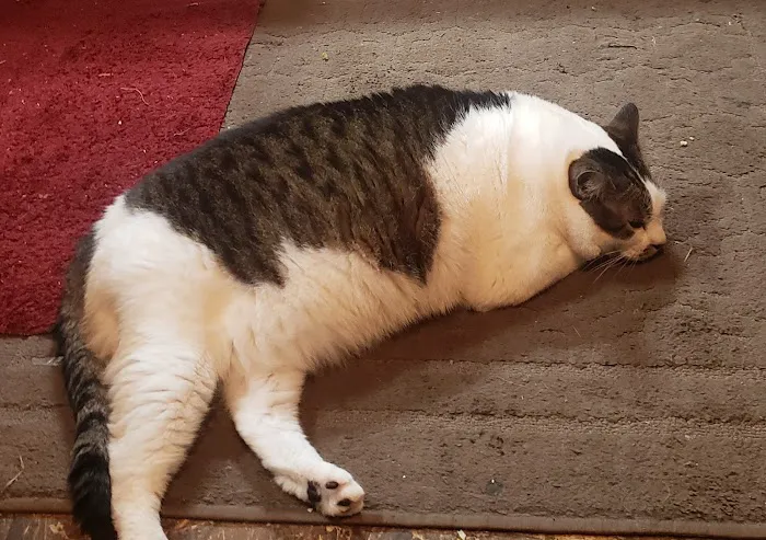 Central Hospital For Animals - Herrin Picture 3