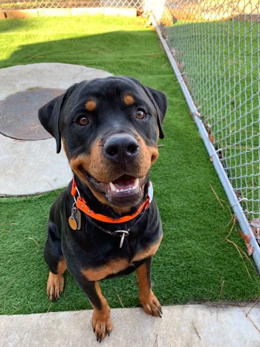 Central Hospital For Animals - Herrin Picture 4