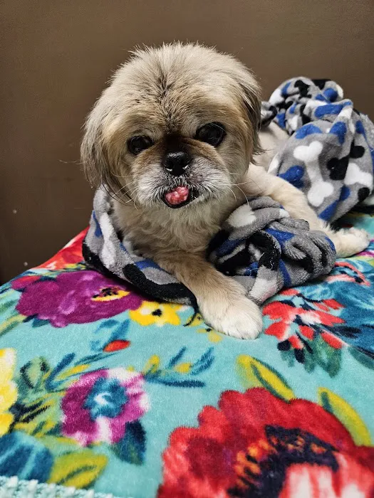 Central Hospital For Animals - Herrin Picture 7