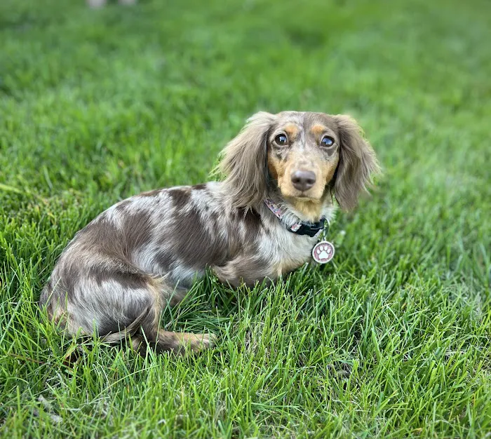 Central Hospital For Animals - Herrin Picture 9