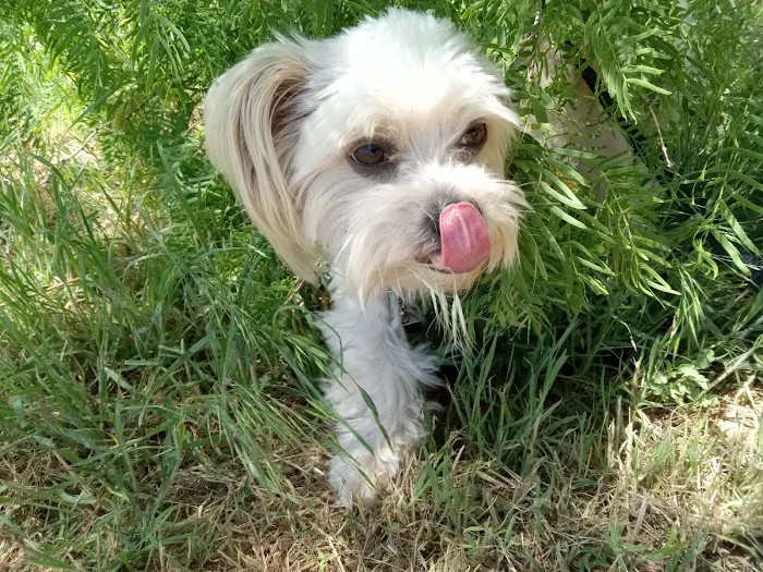 Central Hospital For Animals - Herrin Picture 10