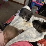 Vetco Total Care - Little Egypt Vet Clinic