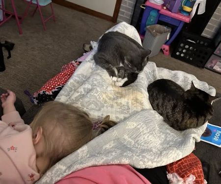 Vetco Total Care - Little Egypt Vet Clinic