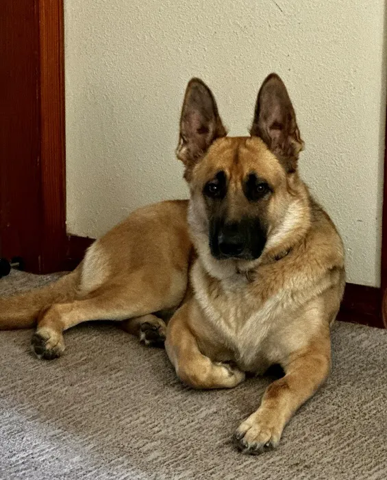 Vetco Total Care - Little Egypt Vet Clinic Picture 2