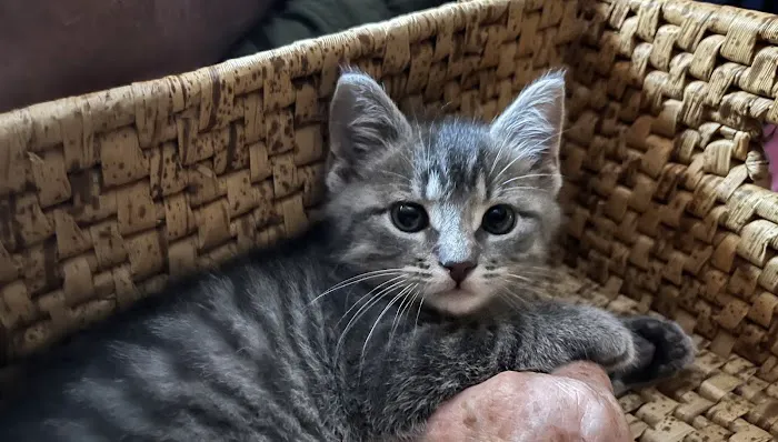 Vetco Total Care - Little Egypt Vet Clinic Picture 6