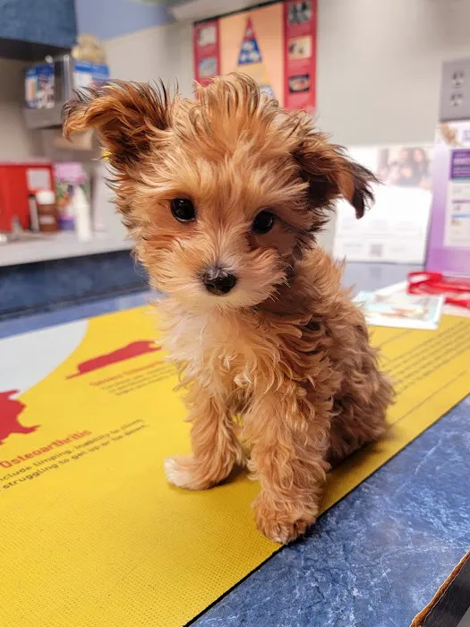 Vetco Total Care - Little Egypt Vet Clinic Picture 7