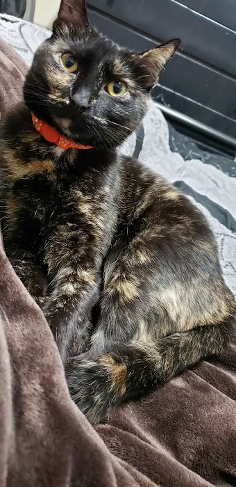 Teal Veterinarian Services Picture 4