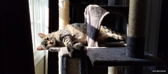 Teal Veterinarian Services Picture 3