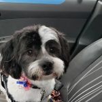 Teal Veterinarian Services