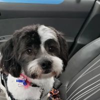 Teal Veterinarian Services ico