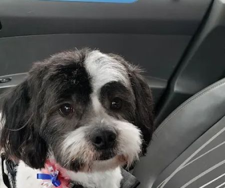 Teal Veterinarian Services