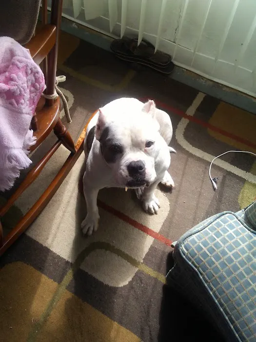 Teal Veterinarian Services Picture 9