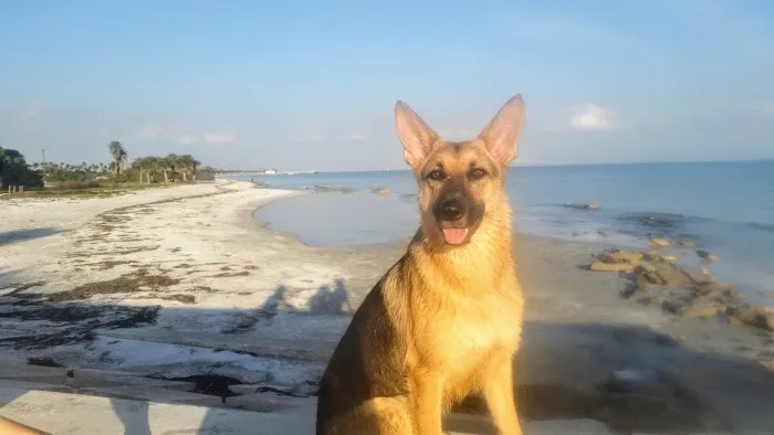 Teal Veterinarian Services Picture 8