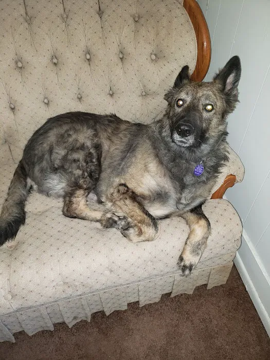 Teal Veterinarian Services Picture 6