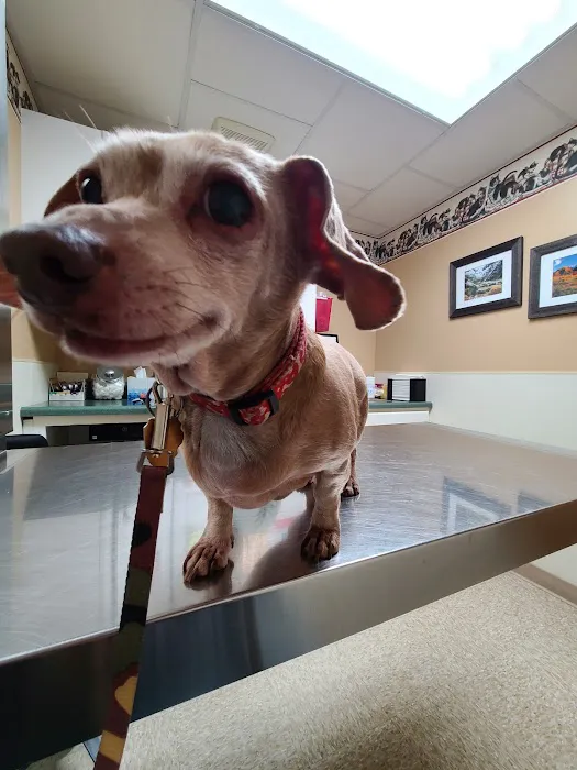 Teal Veterinarian Services Picture 5