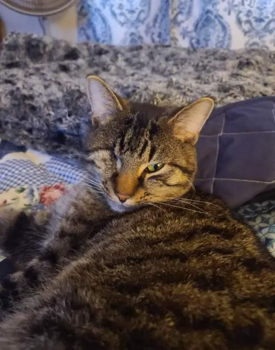 Teal Veterinarian Services Picture 7