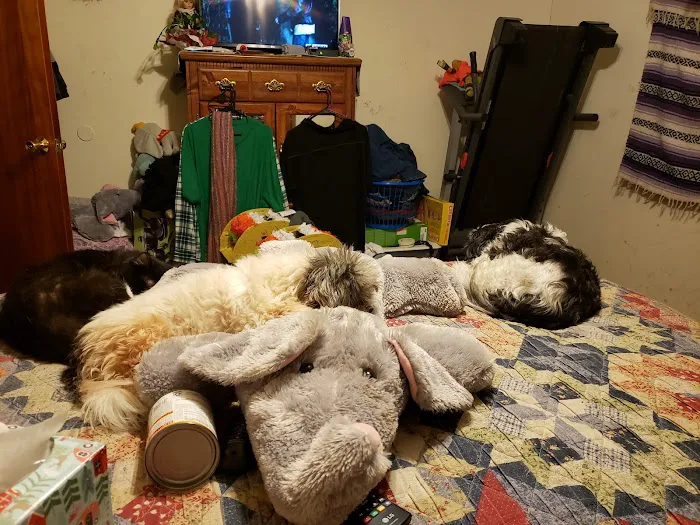 Teal Veterinarian Services Picture 10