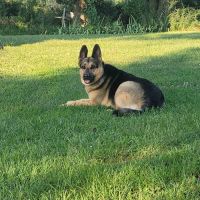 Town & Country Vet Clinic ico