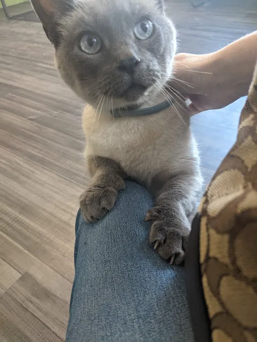 Town & Country Vet Clinic Picture 3