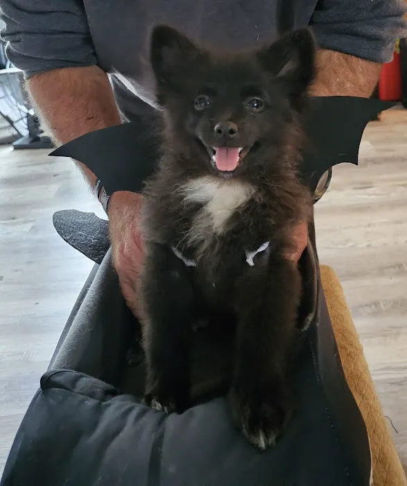 Town & Country Vet Clinic Picture 4