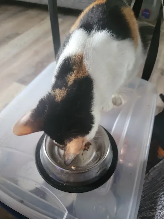 Town & Country Vet Clinic Picture 9