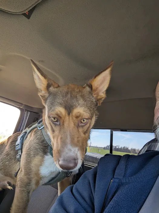 Town & Country Vet Clinic Picture 8