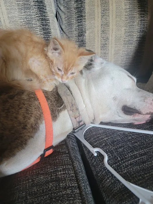 Town & Country Vet Clinic Picture 6