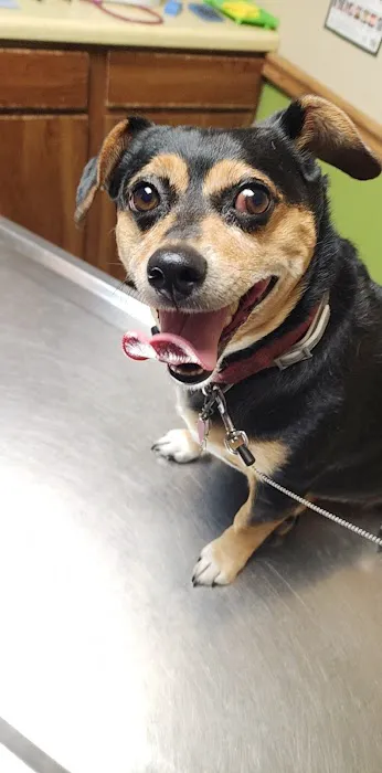 Town & Country Vet Clinic Picture 7