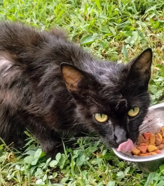 Town & Country Vet Clinic Picture 10