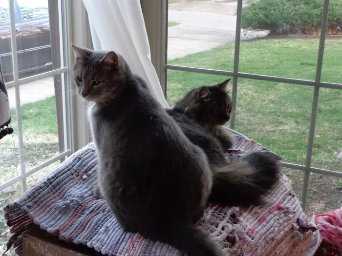 Harbison, Carey DVM - Harrisburg Veterinary Clinic Picture 2