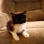 Harbison, Carey DVM - Harrisburg Veterinary Clinic