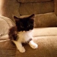 Harbison, Carey DVM - Harrisburg Veterinary Clinic ico