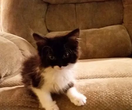 Harbison, Carey DVM - Harrisburg Veterinary Clinic