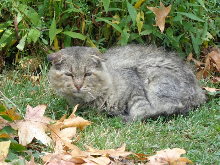 Harbison, Carey DVM - Harrisburg Veterinary Clinic Picture 3