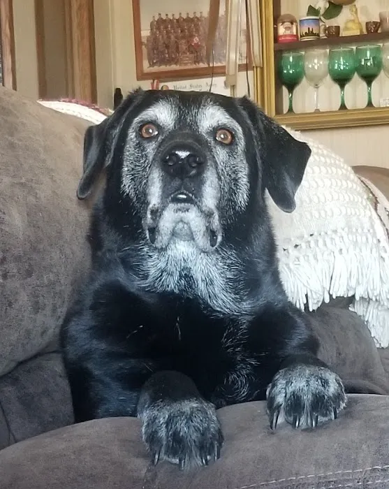 Harrisburg Veterinary Clinic Picture 1